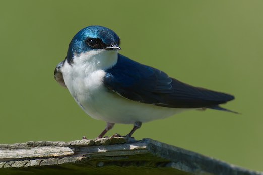 Tree Swallow 0511